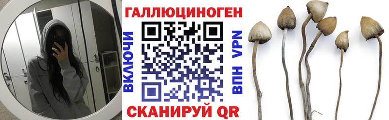 Галлюциногенные грибы Psilocybe Кораблино